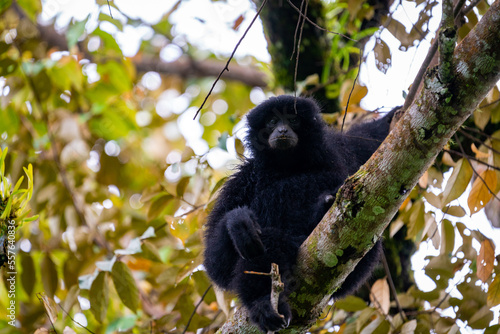 Siamang Symphalangus syndactylus © Francesco