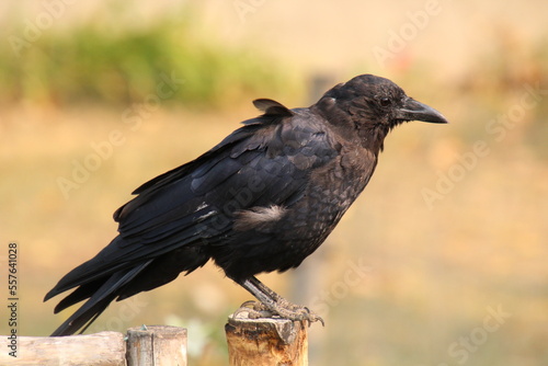 crow on the post