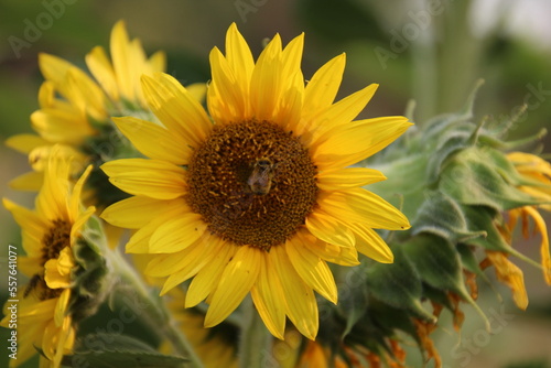 sunflower in the garden