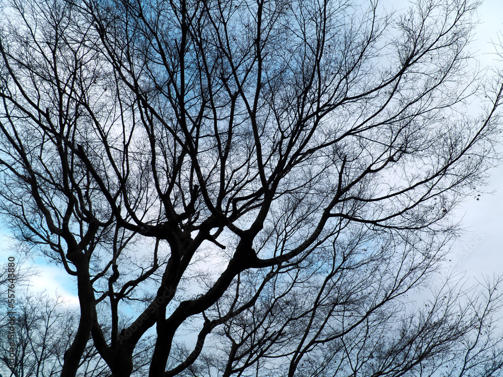 beautiful tree silhouette beautiful tree silhouette
