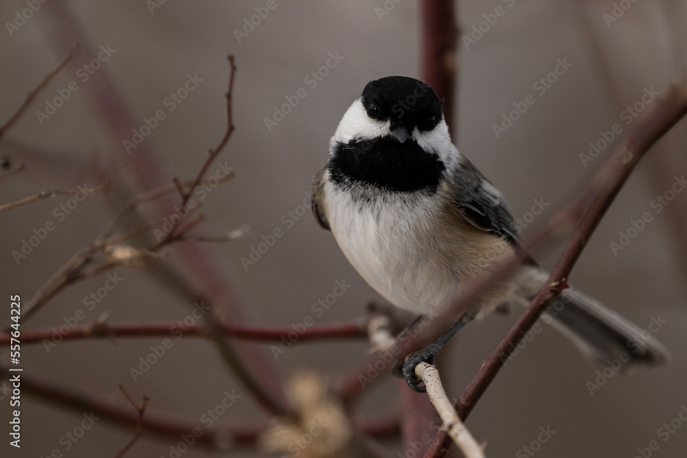 Naklejka premium Black-capped chickadee