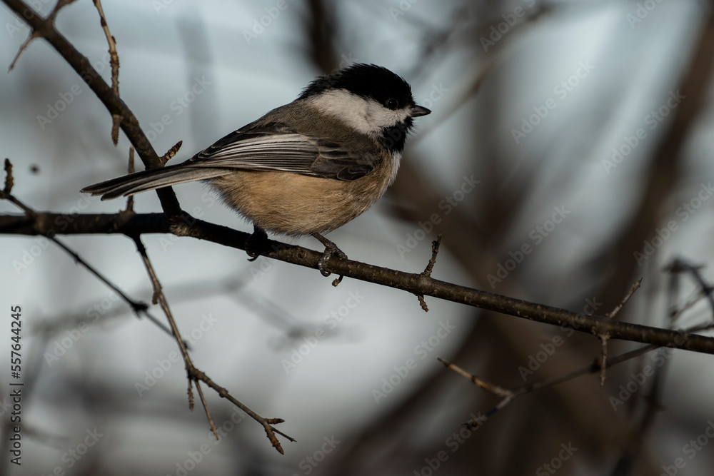 Obraz premium Black-capped chickadee