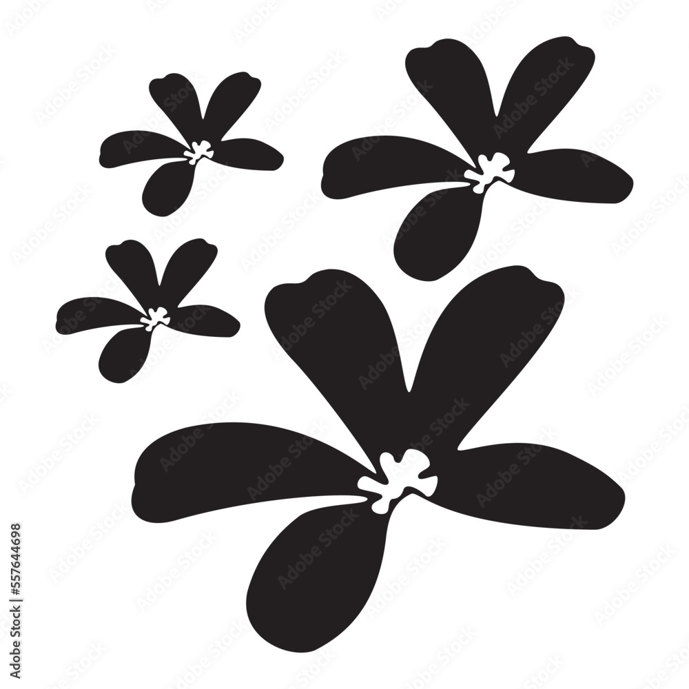 Luxurious black and white frangipani flowers, suitable for use in all fields related to nature, especially plants Luxurious black and white frangipani flowers, suitable for use in all fields related to nature, especially plants