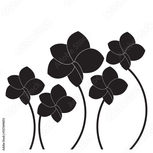 Luxurious black and white frangipani flowers, suitable for use in all fields related to nature, especially plants