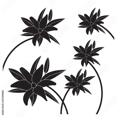 Luxurious black and white frangipani flowers, suitable for use in all fields related to nature, especially plants