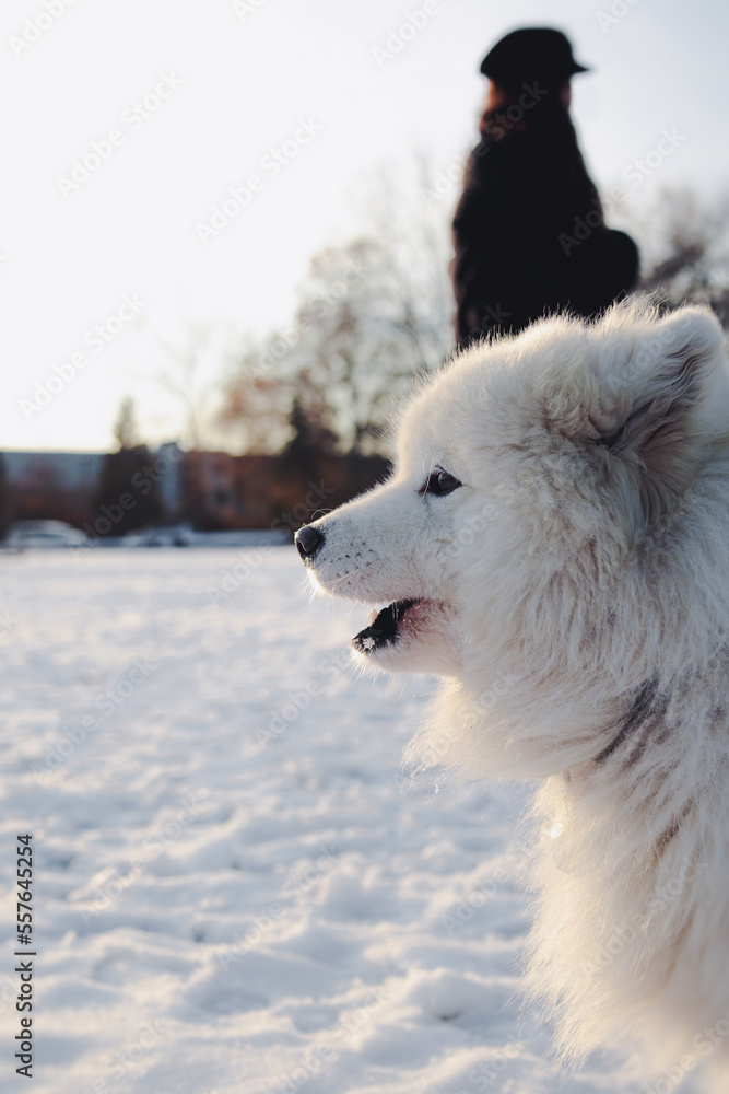 Obraz premium Samoyed dog barking at something with snow background. Profile view of cute fluffy white dog in park on a sunny winter day. Arctic dog breed winter scenery. 7 years old female dog. Selective focus.