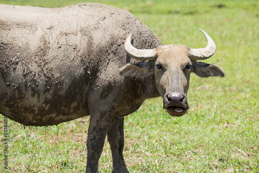 Close up of water buffalo with large horns covered in mud near Sapa in Vietnam Close up of water buffalo with large horns covered in mud near Sapa in Vietnam