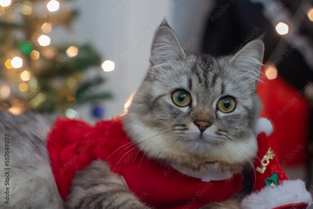 Persian cat Merry Christmas and Happy New Year's Day 2023 Persian cat Merry Christmas and Happy New Year's Day 2023
