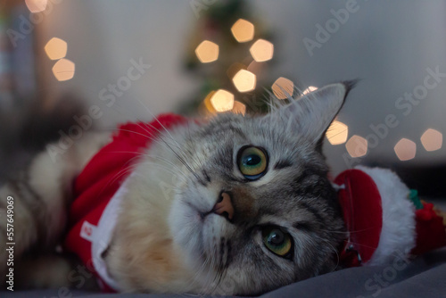 Canvas Print Persian cat Merry Christmas and Happy New Year's Day 2023