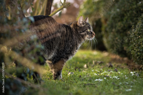 Φωτογραφία Pretty tabby brown European shorthair cat is standing outside in the grass watching what is happening in the garden to the right