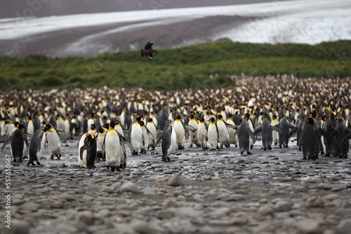 A King Penguin  Aptenodytes patagonicus  colony on the island of South Georgia. 