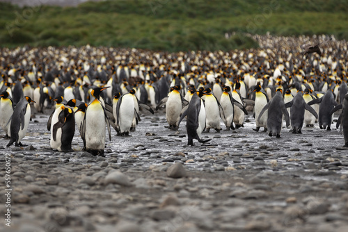 A King Penguin (Aptenodytes patagonicus) colony on the island of South Georgia.	