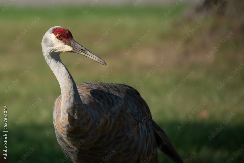 Sandhill crane side look closeup.