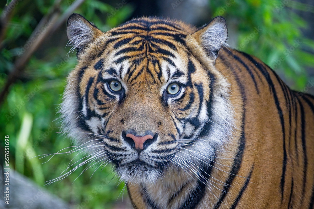 Close up of large Tiger head staring straight at camera Close up of large Tiger head staring straight at camera