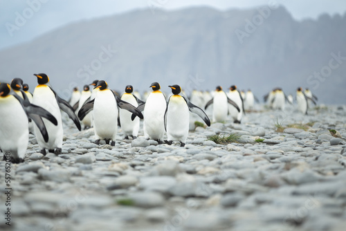 King Penguins  Aptenodytes patagonicus  in Antarctica walking along a rocky foreshore.