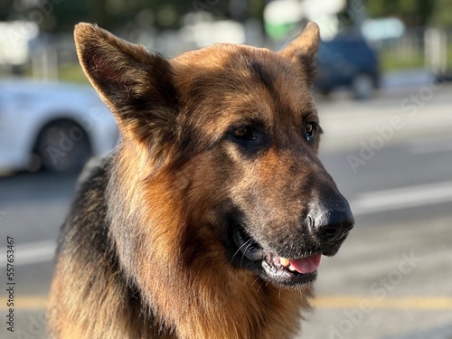 german shepherd dog