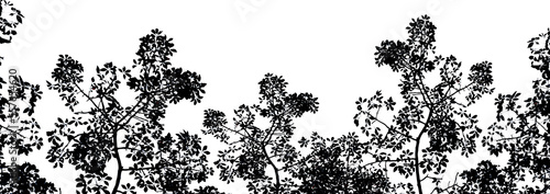 tree silhouette on white