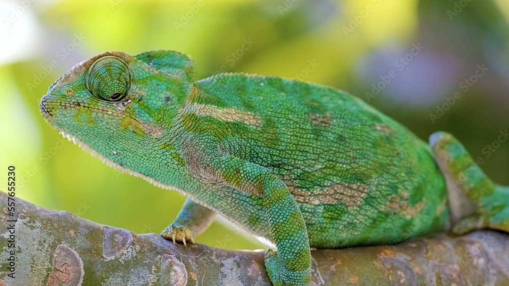 Obraz premium green lizard on a branch