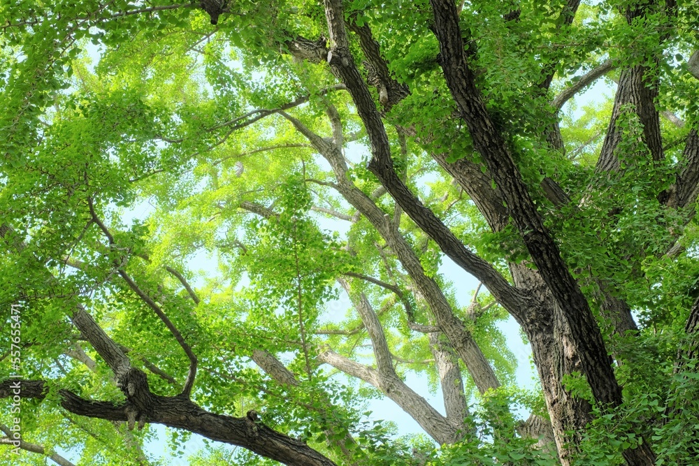 Obraz premium ginkgo tree in the forest