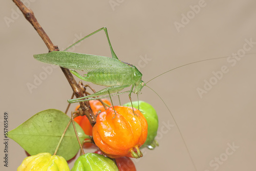 A long-legged grasshopper is foraging in a fruit bunch of Surinam cherry. This insect has the scientific name Mecopoda nipponensis.