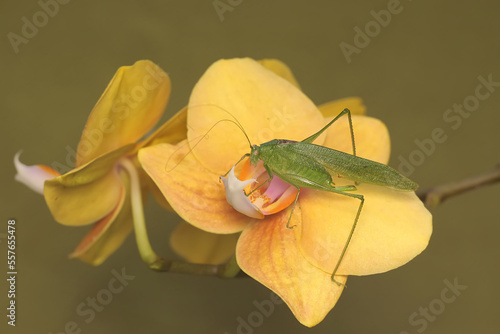 A long-legged grasshopper is foraging on a yellow moth orchid. This insect has the scientific name Mecopoda nipponensis.