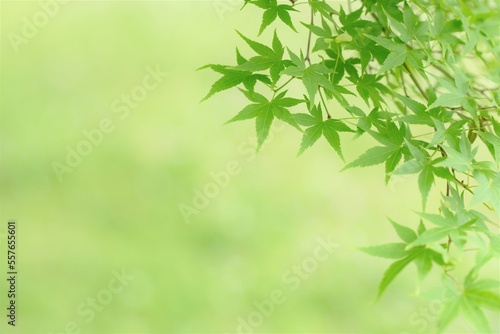 Fototapeta Naklejka Na Ścianę i Meble -  green leaves of Japanese maple