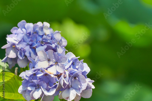 アジサイ（紫陽花）