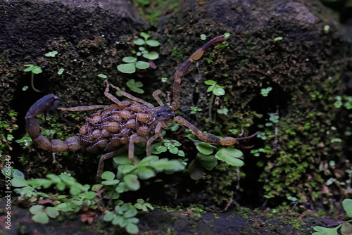 A mother Chinese swimming scorpion holds her babies to protect them from predators. This Scorpion has the scientific name Lychas mucronatus. photo