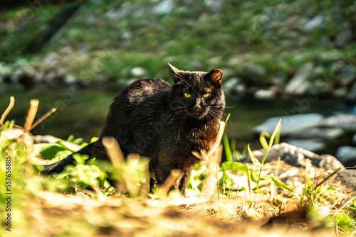 black cat © josep