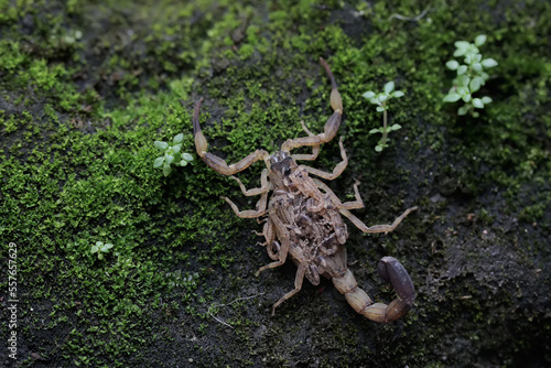 A mother Chinese swimming scorpion holds her babies to protect them from predators. This Scorpion has the scientific name Lychas mucronatus. photo