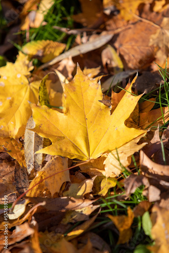 Yellow autumn leaves on the ground in the grass