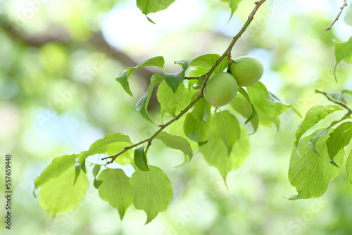 Japanese apricot and green leaves