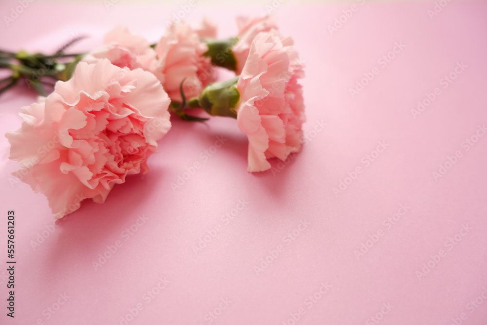 Beautiful pink Carnation flowers composition on pink background. Mother's day, Women's day, wedding and bridal concept floral background. Beautiful pink Carnation flowers composition on pink background. Mother's day, Women's day, wedding and bridal concept floral background.