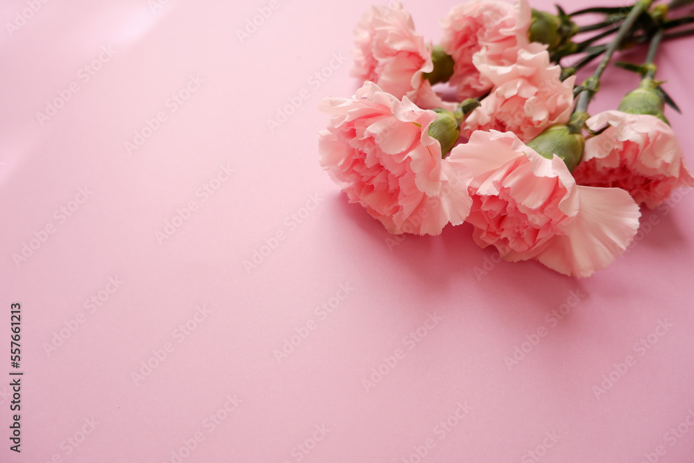 Beautiful pink Carnation flowers composition on pink background. Mother's day, Women's day, wedding and bridal concept floral background. Beautiful pink Carnation flowers composition on pink background. Mother's day, Women's day, wedding and bridal concept floral background.