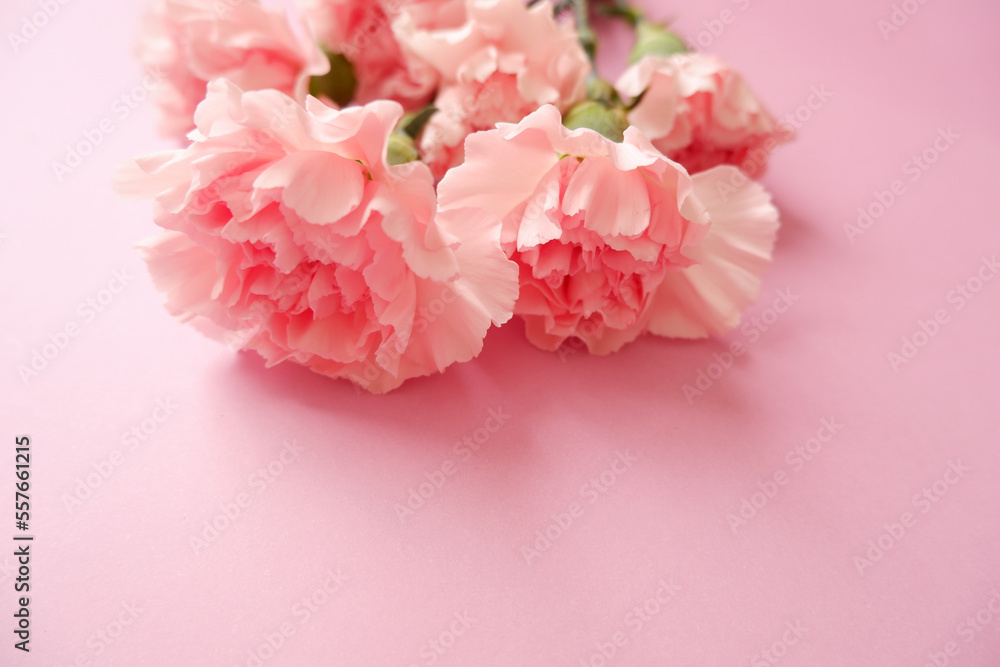 Beautiful pink Carnation flowers composition on pink background. Mother's day, Women's day, wedding and bridal concept floral background. Beautiful pink Carnation flowers composition on pink background. Mother's day, Women's day, wedding and bridal concept floral background.