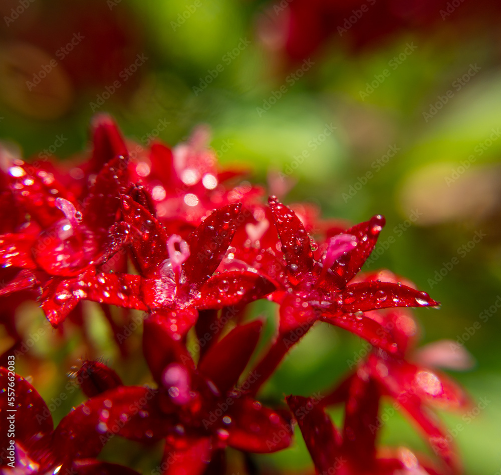 Macro photo. red egyptian starcluster(starflower) flower and water drops. green blurred background Macro photo. red egyptian starcluster(starflower) flower and water drops. green blurred background
