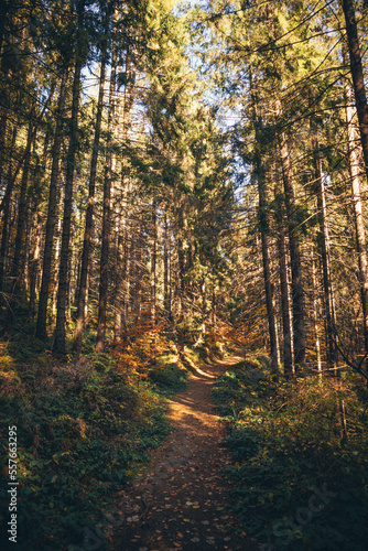 Ukrainian Carpathian Mountains During Fall