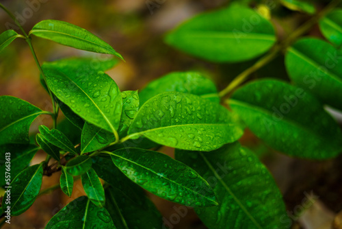 Green leaf with water drop background