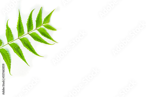 Azadirachta indica  neem leaves isolated on white background 