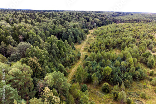 Dirt road going through forest thickets  aerial view