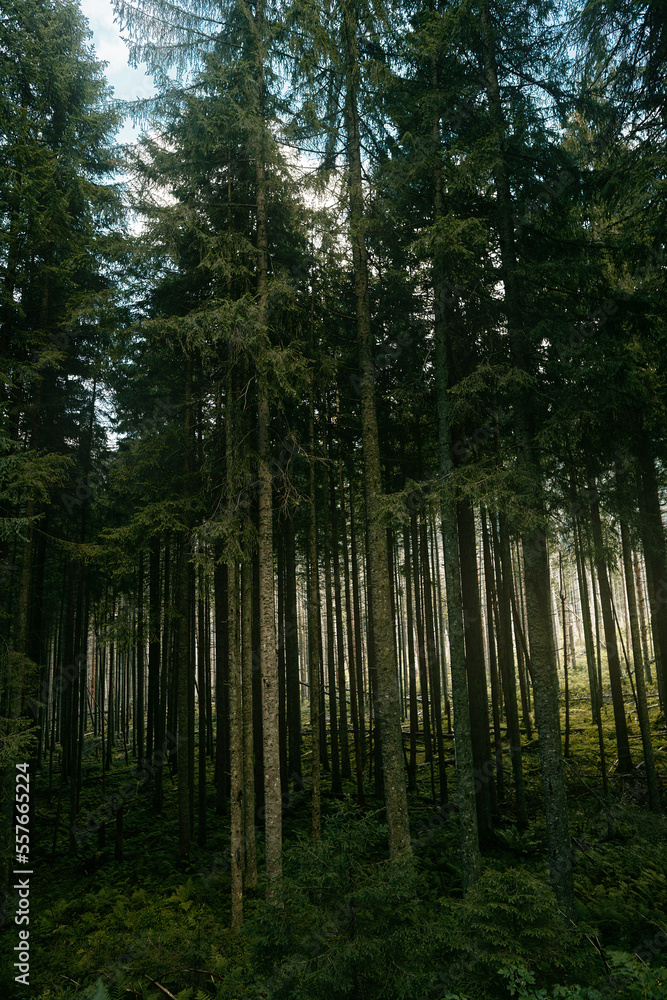 Mountain nature landscape. Concept of hiking and trekking in the mountains. Mountain nature landscape. Concept of hiking and trekking in the mountains.
