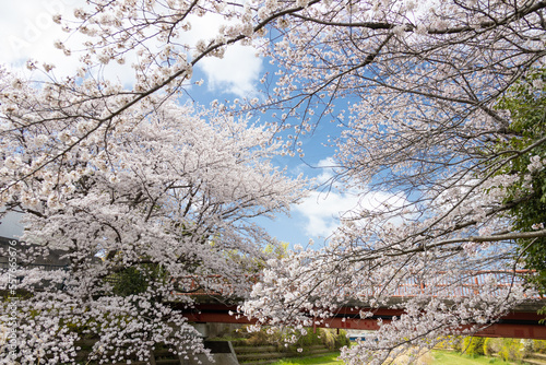 小川に咲く桜