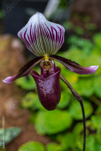 Paphiopedilum photo