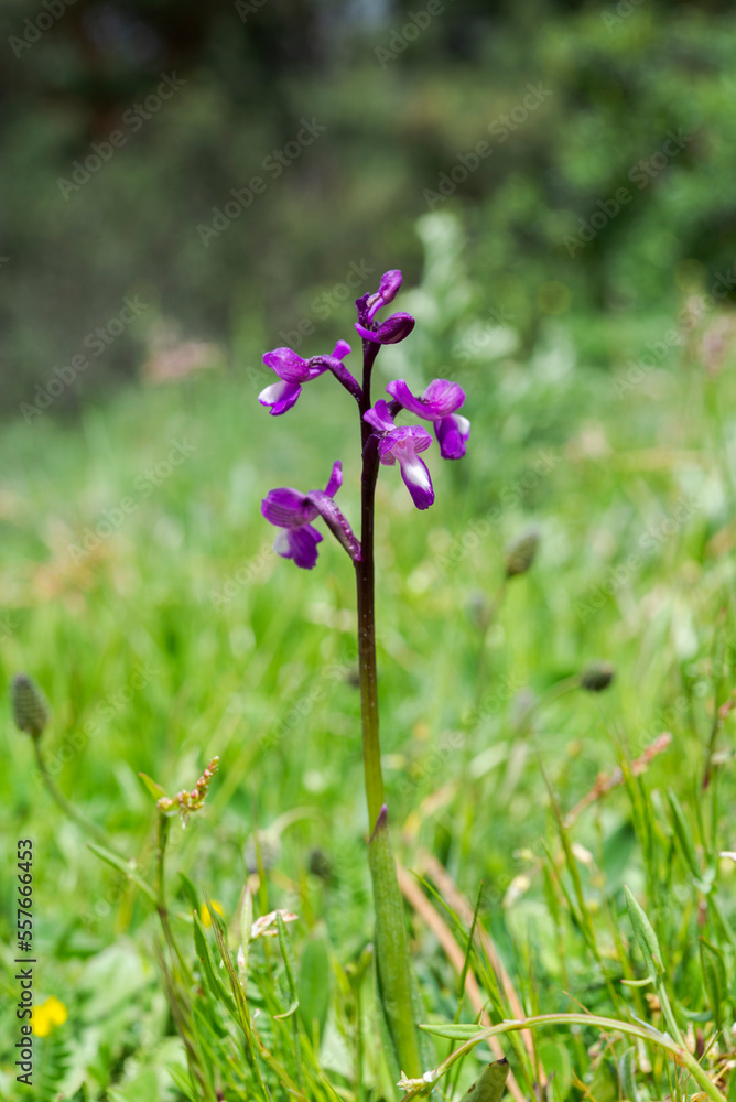 Green-winged orchid, Orchis morio. Photo taken in Guadarrama Mountains, La Pedriza, Madrid, Spain Green-winged orchid, Orchis morio. Photo taken in Guadarrama Mountains, La Pedriza, Madrid, Spain