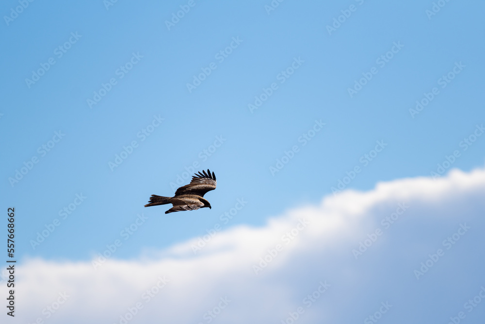 Obraz premium 空を飛ぶ猛禽類
