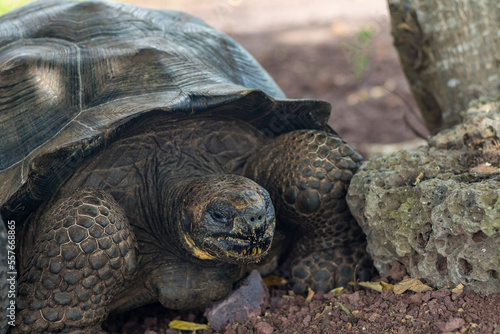 Galapagos Islands, Ecuador. Animals and nature of this fantastic holiday destinatuion.