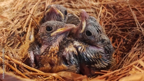 Three small baby birds on the nest waiting their mothers to feed them © Rifky Rachman Safri