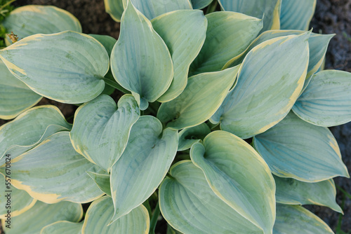 Leaves of hosta Blue Flame in the summer in the garden. natural background