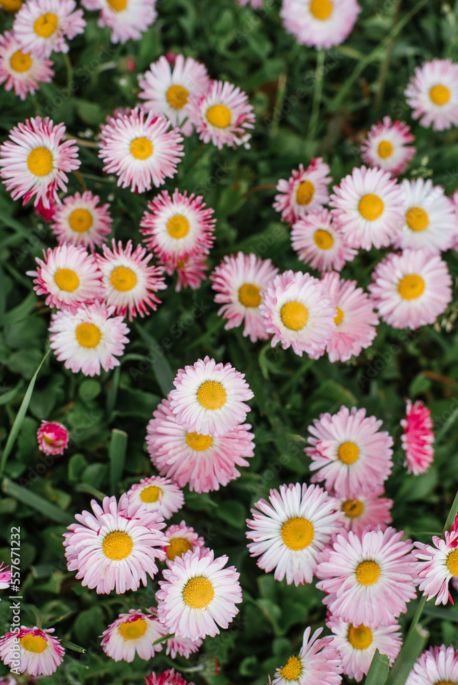 Obraz premium Pink Bellis flowers in spring summer in the garden