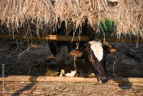 Lone dairy cow under hay shed in Himalayan, india.